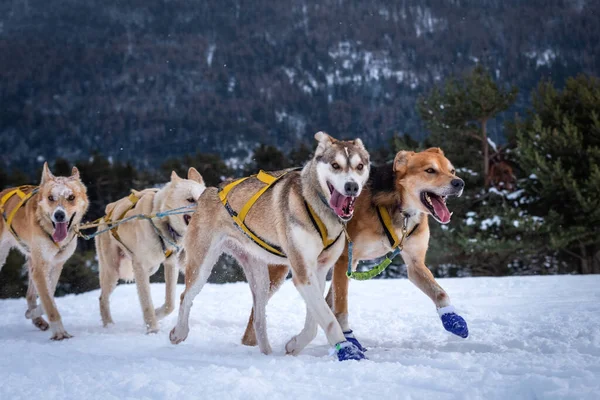 Equipe Cães Esportivos Está Correndo Neve — Fotografia de Stock