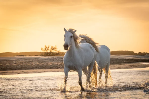 Λευκά Άλογα Περπατούν Στο Νερό Όλη Θάλασσα Στο Camargue Γαλλία — Φωτογραφία Αρχείου
