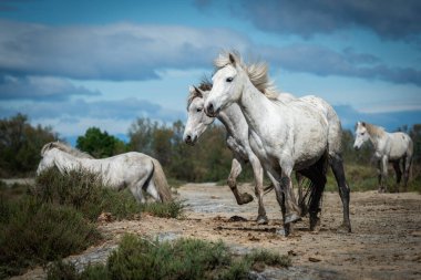 Camargue, Fransa 'da beyaz atlar Les salines, Fransa yakınlarında