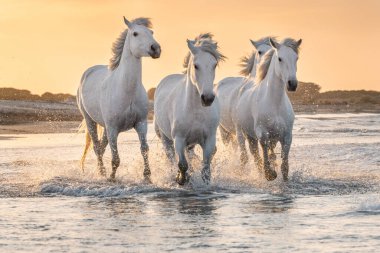 Suda koşan beyaz at sürüsü. Fotoğraf: Camargue, Fransa.