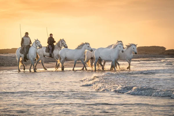 Camarging France Квітня 2019 Білі Коні Два Охоронці Йдуть Воді — стокове фото