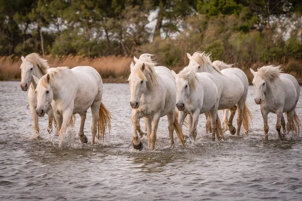 Λευκά Άλογα Καλπάζουν Στο Νερό Όλη Θάλασσα Στο Camargue Γαλλία — Φωτογραφία Αρχείου