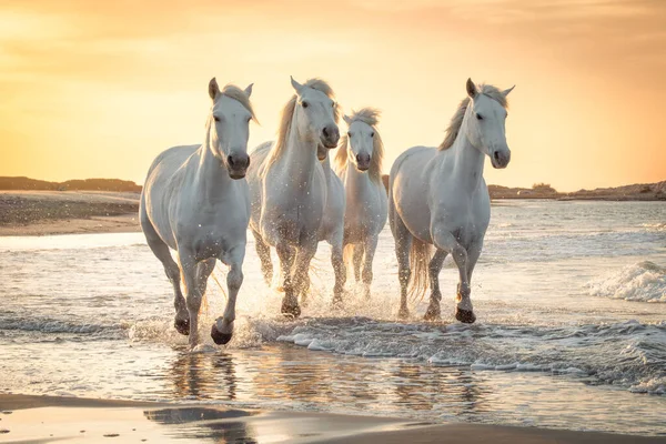 Uma Manada Cavalos Brancos Correr Pela Água Imagem Tirada Camargue — Fotografia de Stock