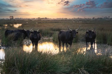 Fransa 'nın Camargue şehrinde bir grup boğa