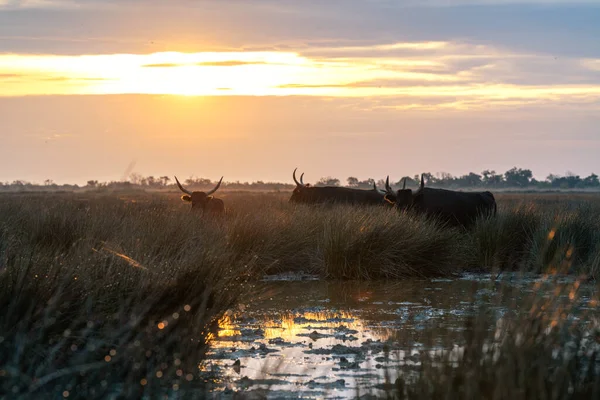 Group of bulls in the sun of Camargue, France