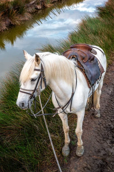 Uma Raça Camargue Cavalo Branco Está Seu Rancho França — Fotografia de Stock