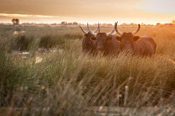 Group of bulls in the sun of Camargue, France