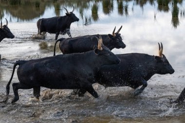 Nehrin karşısında Fransa 'da boğalar var.