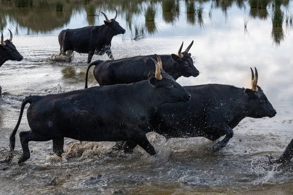 Ταύροι Στη Χώρα Camargue Διασχίζουν Ποτάμι Γαλλία — Φωτογραφία Αρχείου