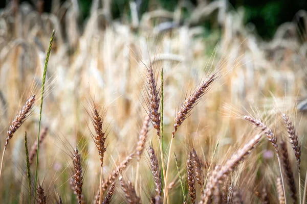 Категория Древнего Сорта Пшеницы Сельской Местности — стоковое фото