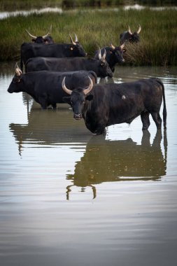 Boğalar sürüsü, Camargue, Fransa