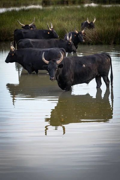 Stádo Býků Camargue Francie — Stock fotografie