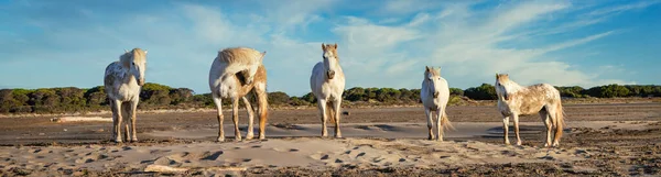 Vita Hästar Går Vattnet Över Hela Havet Camargue Frankrike Stockbild