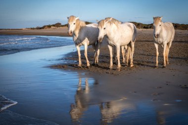 Camargue, Fransa 'da denizlerde beyaz atlar yürüyor..