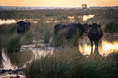 Fransa 'nın Camargue şehrinde bir grup boğa