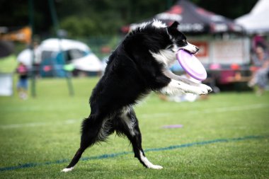 Bir köpek frizbi almak için zıplıyor. Sporun adı: Disk köpeği