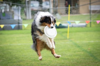 Bir köpek frizbi almak için zıplıyor. Sporun adı: Disk köpeği