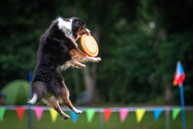 Bir köpek frizbi almak için zıplıyor. Sporun adı: Disk köpeği