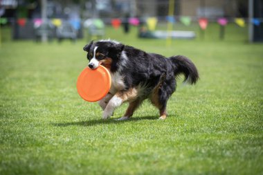 Bir köpek frizbi almak için zıplıyor. Sporun adı: Disk köpeği