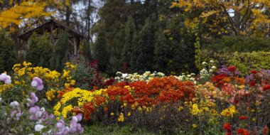 Kyiv, Ukrayna 'daki sonbahar botanik bahçesinde güzel kasımpatı çiçekleri