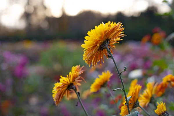 Beaux Fleurs Chrysanthèmes Dans Jardin Botanique Automne Kiev Ukraine — Photo