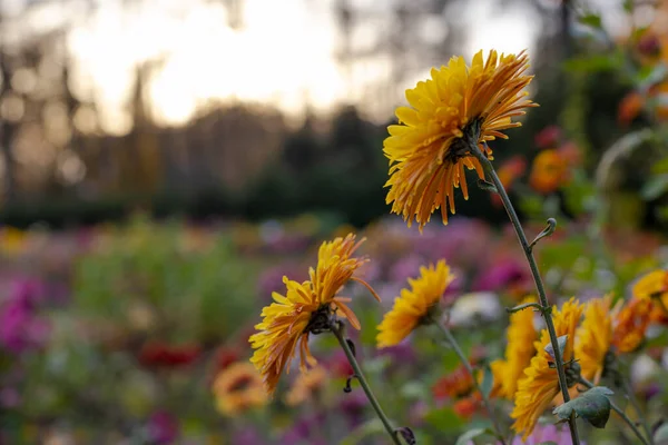 Beaux Fleurs Chrysanthèmes Dans Jardin Botanique Automne Kiev Ukraine — Photo