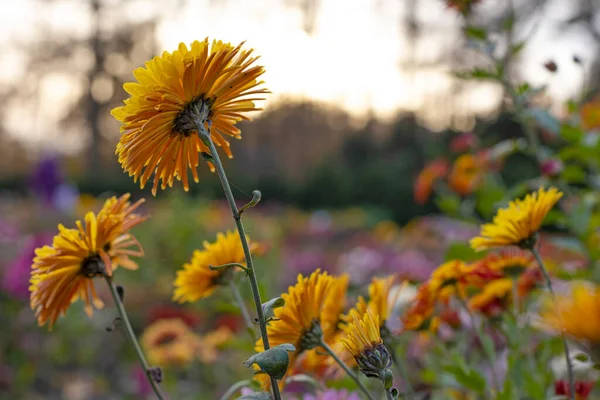 Prachtige Chrysanten Bloemen Herfst Botanische Tuin Kiev Oekraïne — Stockfoto