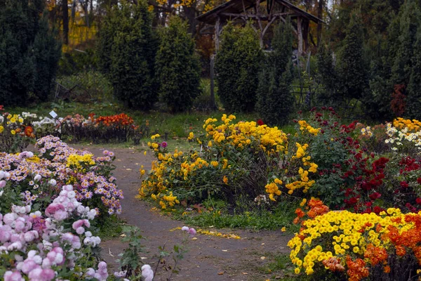 Bellissimi Fiori Crisantemi Nell Orto Botanico Autunnale Kiev Ucraina — Foto Stock