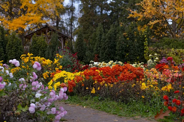 Gyönyörű Krizantém Virágok Ősszel Botanikus Kert Kijevben Ukrajna — Stock Fotó