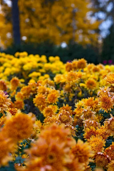 Bellissimi Fiori Crisantemi Nell Orto Botanico Autunnale Kiev Ucraina — Foto Stock