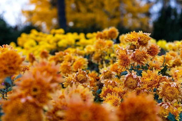 ウクライナのキエフにある秋の植物園で美しい菊の花 — ストック写真