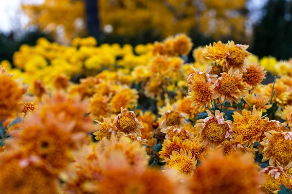 Beautiful Chrysanthemums Flowers Autumn Botanical Garden Kyiv Ukraine — Stock Photo, Image