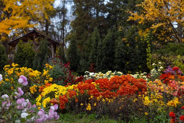 Beautiful Chrysanthemums Flowers Autumn Botanical Garden Kyiv Ukraine — Stock Photo, Image