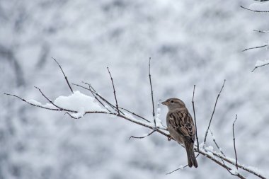 Kış parkında tatlı serçeler