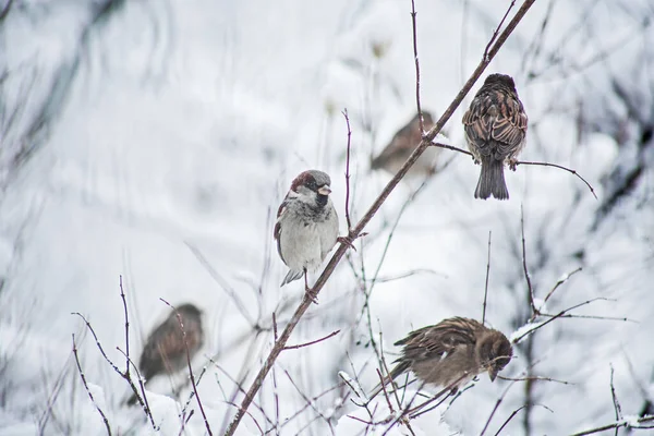 Cute sparrows in snow in winter  park
