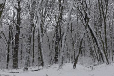 Kyiv, Ukrayna 'daki Goloseevo Ormanı' nda Aralık ayında kar altında kış ormanı