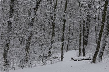 Kyiv, Ukrayna 'daki Goloseevo Ormanı' nda Aralık ayında kar altında kış ormanı