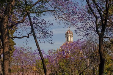 Jacaranda 'lar arka planda Katedral Kubbesi olan Mexico City şehir merkezindeki Alameda Central Park' ta çiçek açıyor..