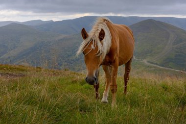 Beautiful horses grazing in Carpathian mountains, Ukraine