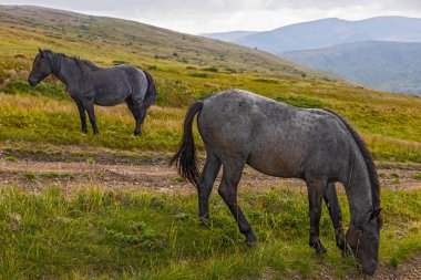 Beautiful horses grazing in Carpathian mountains, Ukraine