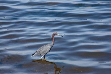 Gray and blue heron inParacas national reserve, Peru
