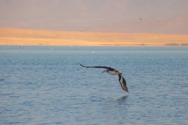 Pelican in flight in Paracas, Ica, Peru