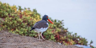 Oystercatcher bird in Paracas national reserve, Peru
