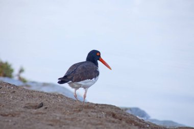Oystercatcher bird in Paracas national reserve, Peru