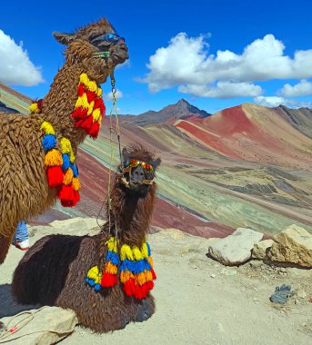 Komik Alpaca, Lama Pacos, Vinicunca Dağı yakınlarında, Peru, And Dağları 'nda ünlü bir yer.