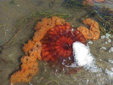 Peru 'nun Ica çölündeki Paracas Körfezi sularında büyük ve renkli denizanaları.