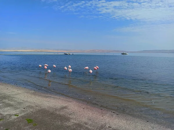 Pink Flamingos in the ocean in Paracas, Peru