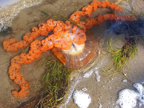 Large Colorful Jellyfish Waters Paracas Bay Desert Ica Peru —  Fotos de Stock
