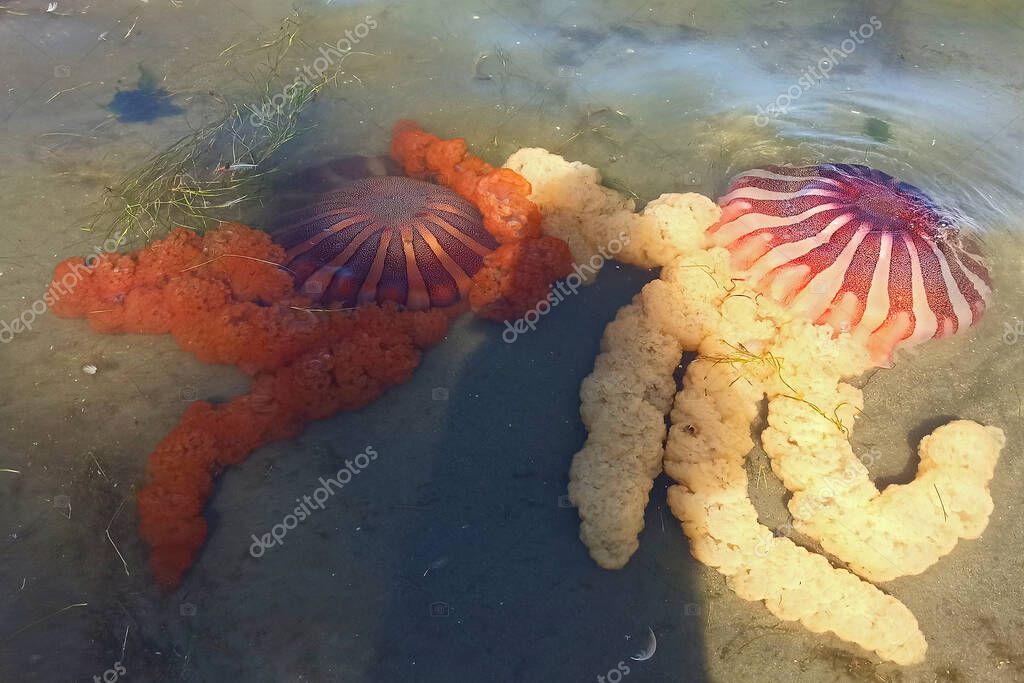 Large and colorful jellyfish in the waters of the Paracas Bay in the