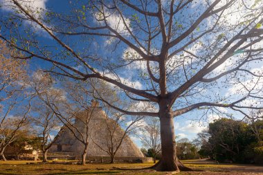 Uxmal pyramid of the Magician near the cotton tree in , Yucatan, Mexico